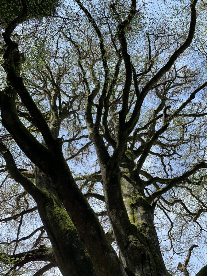 Gite " Oree Des Bois" Vertolaye Exterior foto