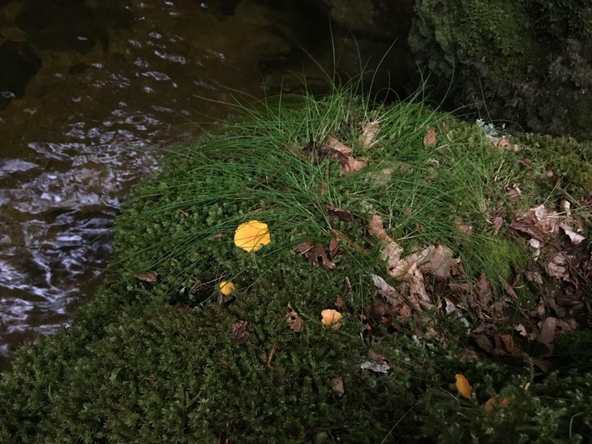 Gite " Oree Des Bois" Vertolaye Exterior foto